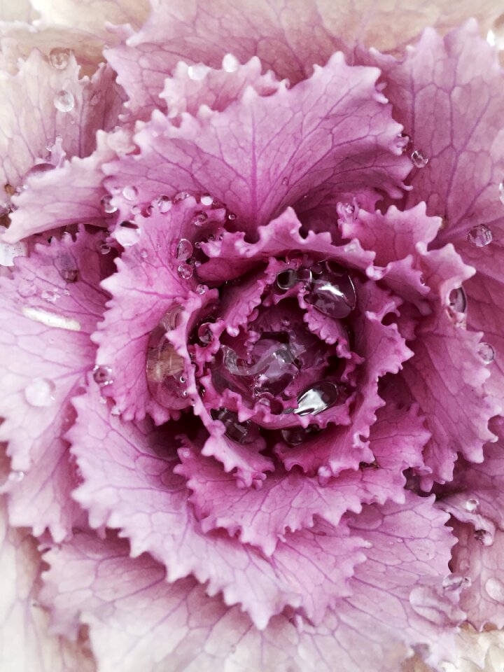 Ornamental plant kraus cabbage green