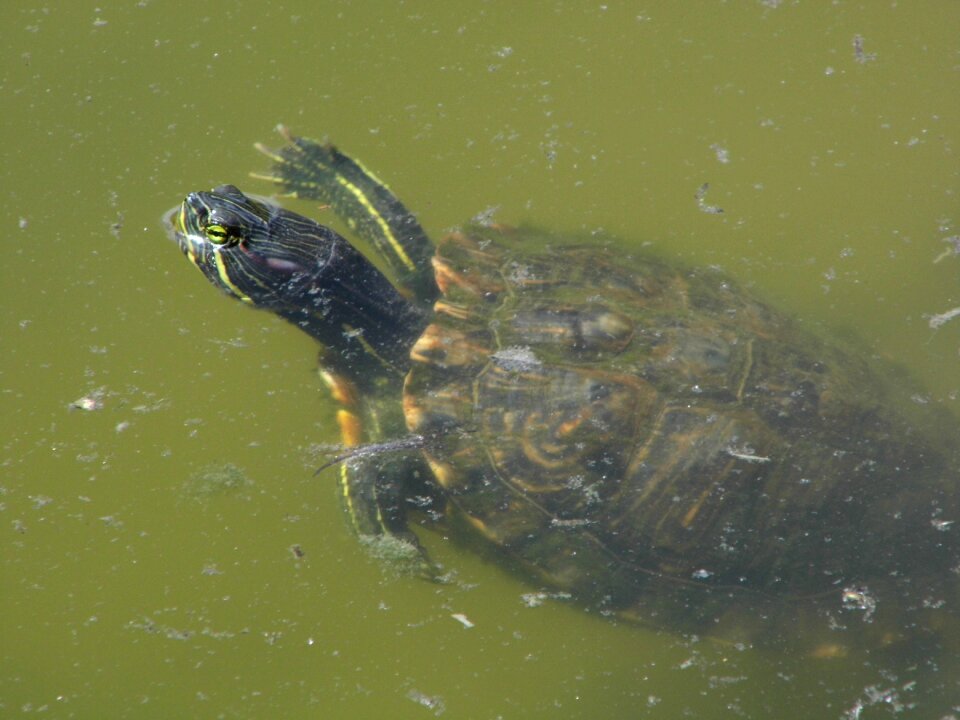 Reptile green nature