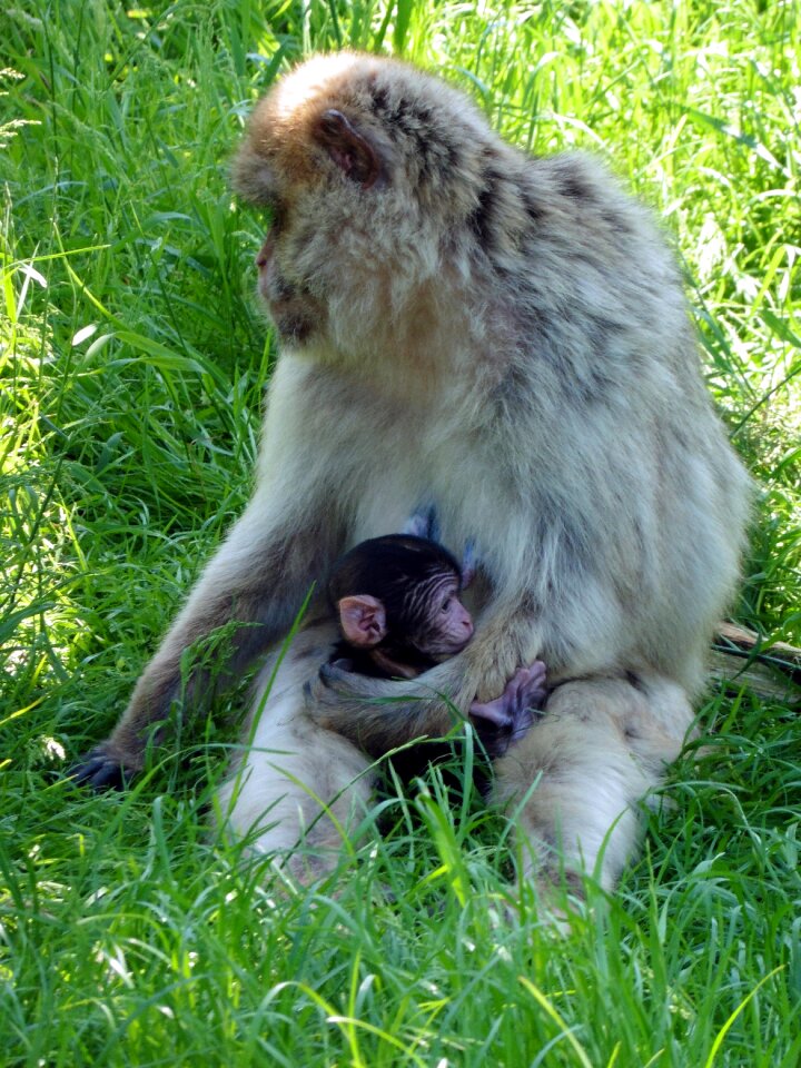 Zoo safari denmark