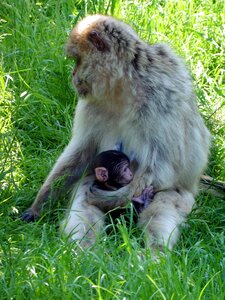 Zoo safari denmark