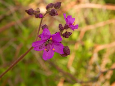 Nature flowers purple flower photo