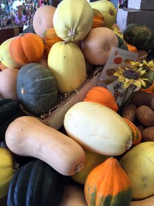 The pumpkin orange pumpkin vegetables photo