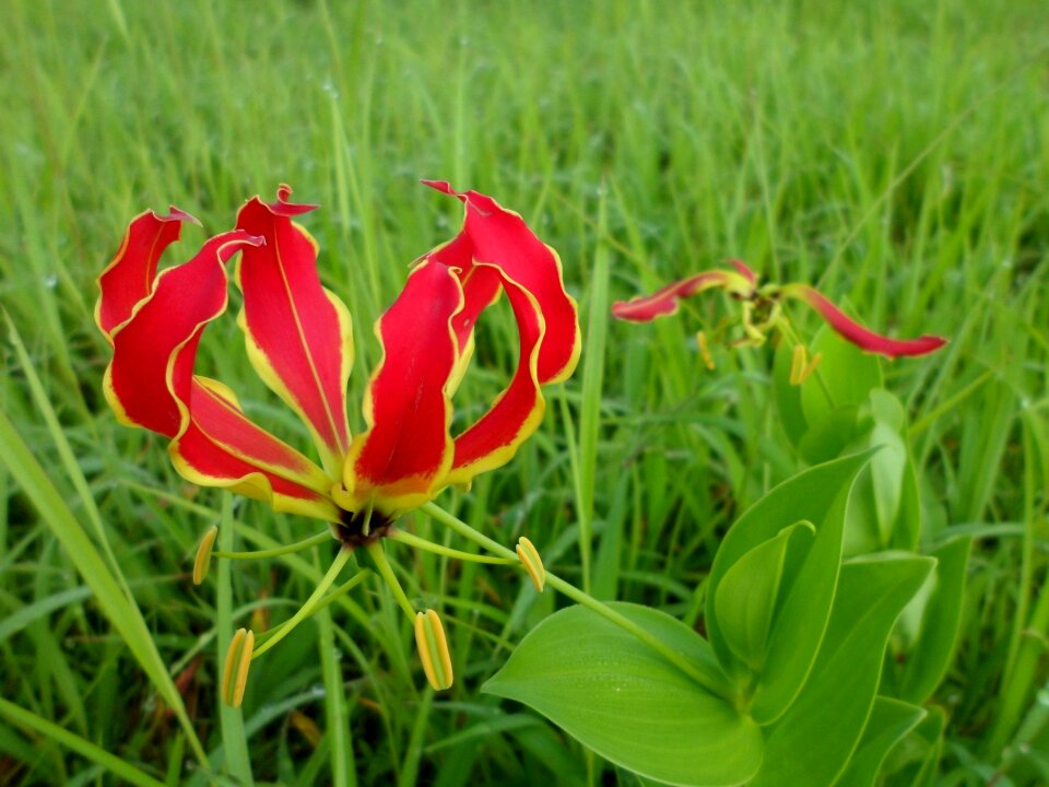 Lily tropical exotic