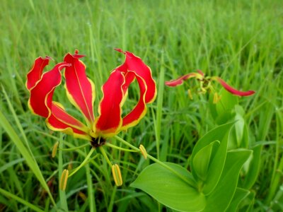 Lily tropical exotic