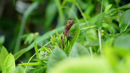 Nature gecko flora