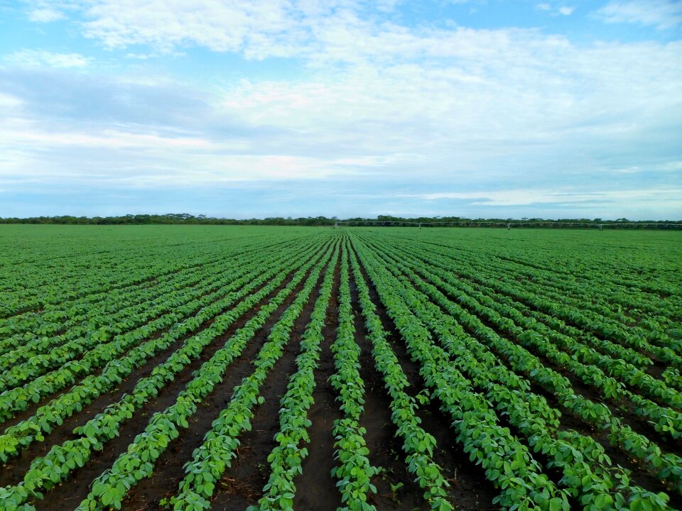 Agriculture growing zambia