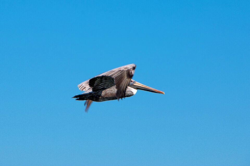 Pelican sky nature