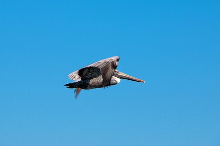 Pelican sky nature