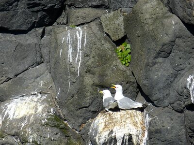 Nest pair coast photo