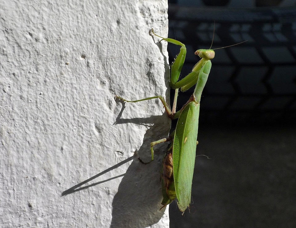 Praying mantis wall noon photo