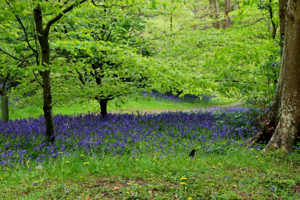 Blue purple green