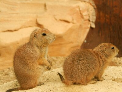 Zoo animals marmot