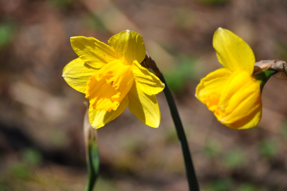 Yellow daffodil snowflake photo