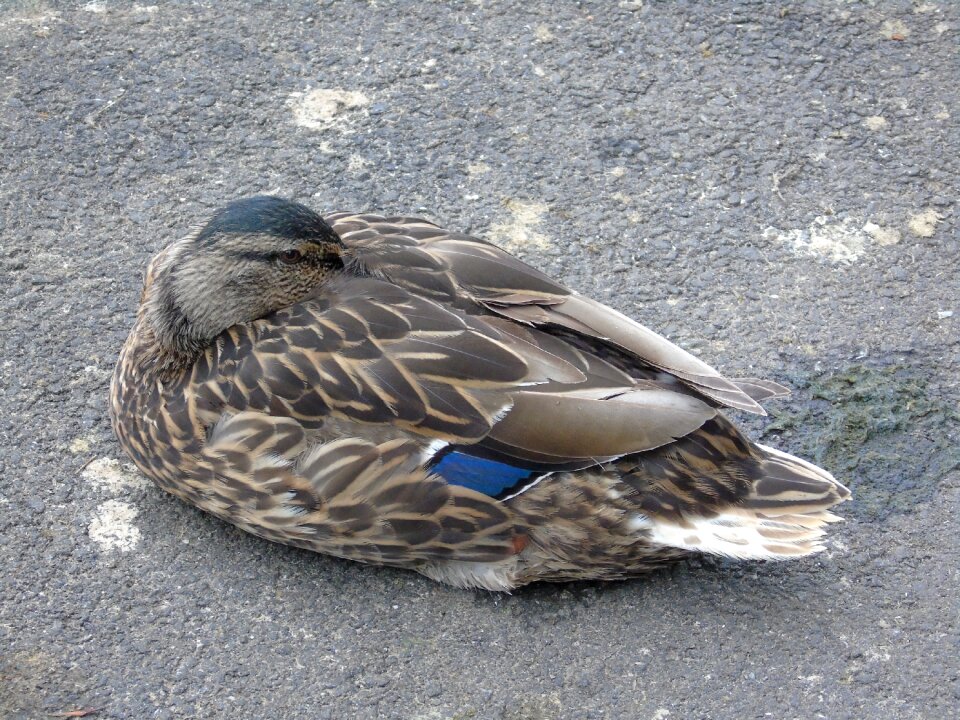 Waterfowl nature beak