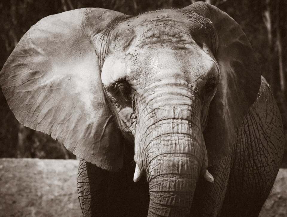 Wild zoo animals