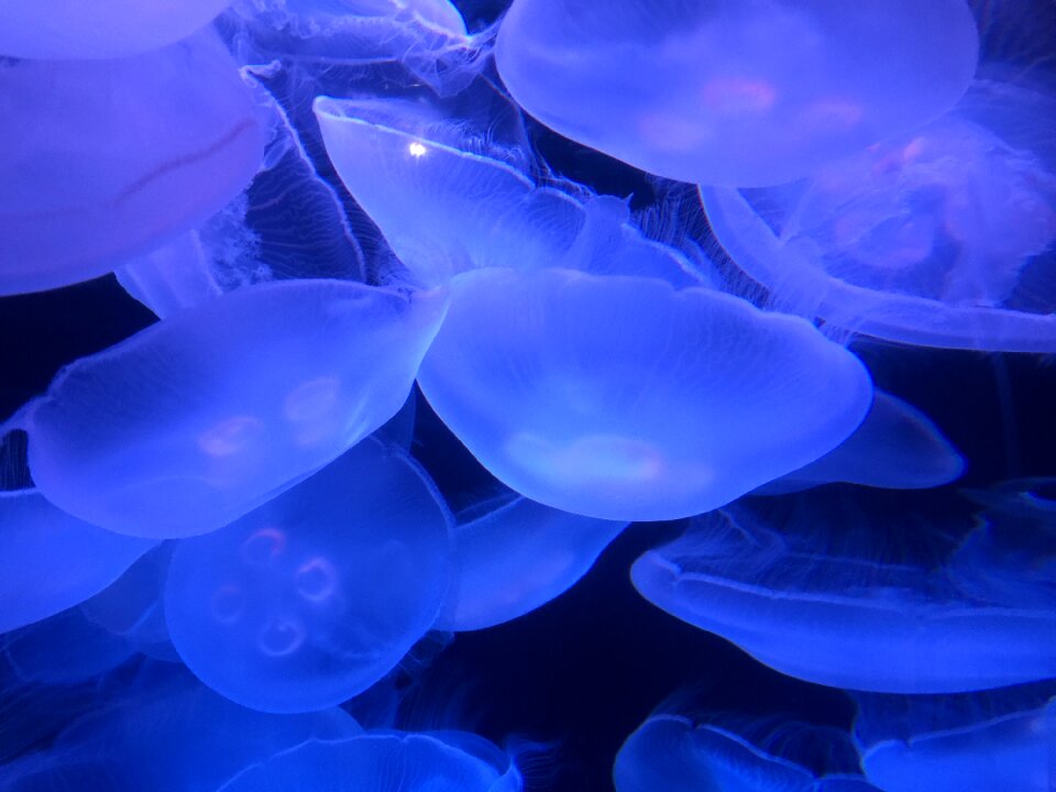 Sea glowing nature
