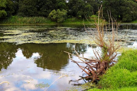 Root pond water photo