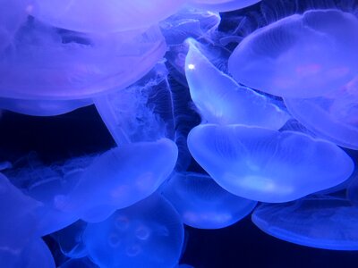 Sea glowing nature