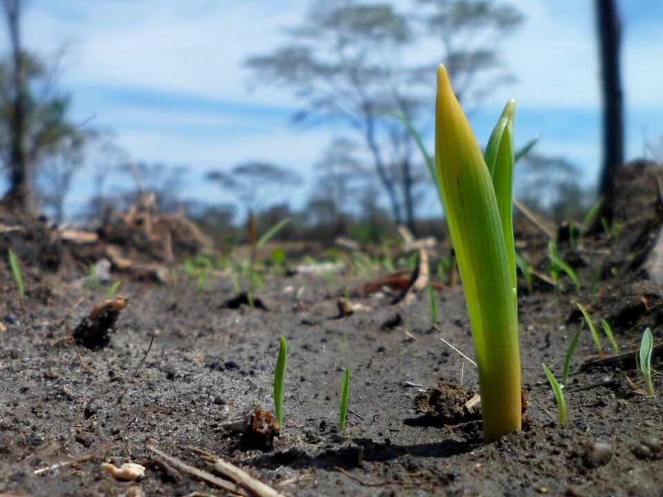 Seedling nature sprout