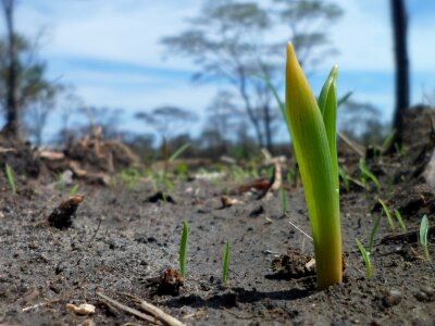 Seedling nature sprout