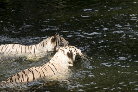 Felines animals swimming photo