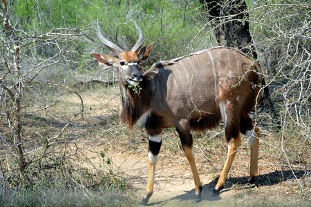 Africa wildlife