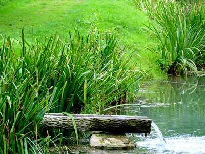 Pond bank nature photo