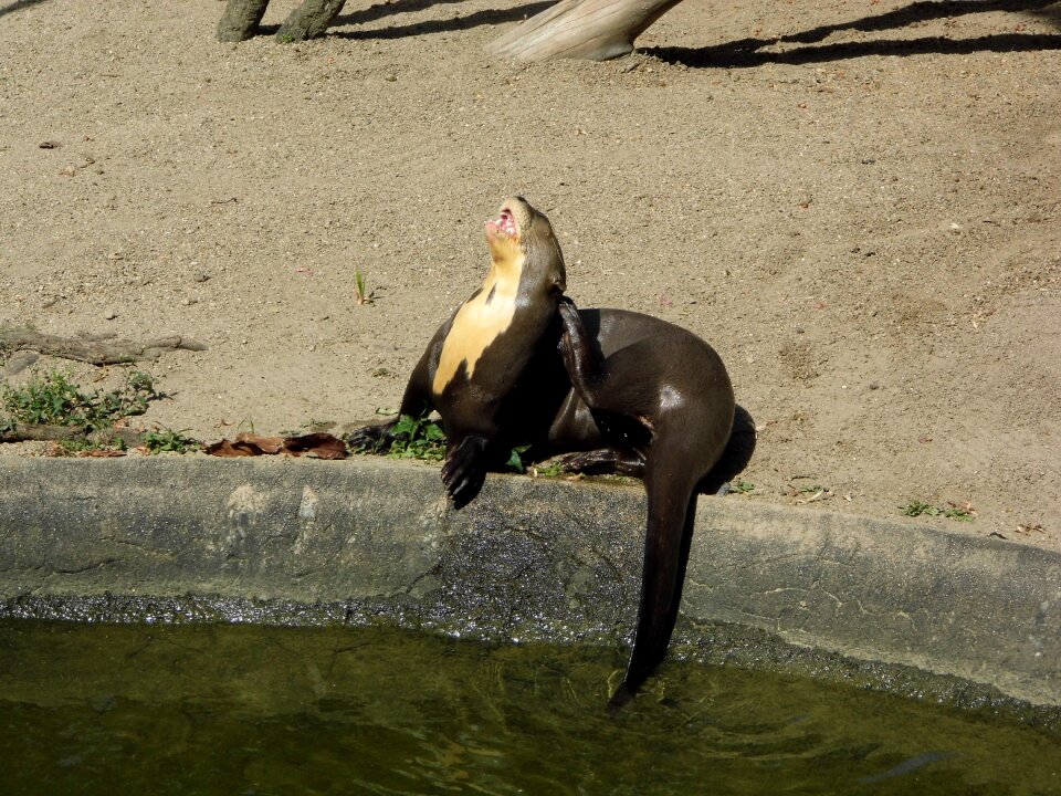 Photography animals mammals