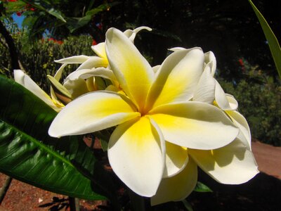 Yellow flowers plant close up
