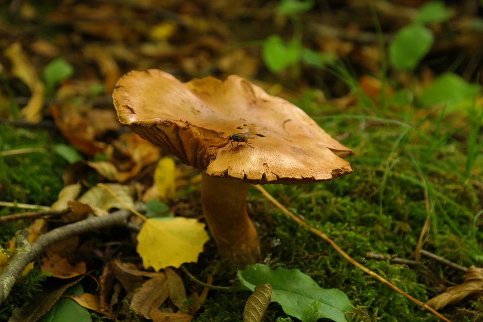 Autumn brown alder shuffletruffle