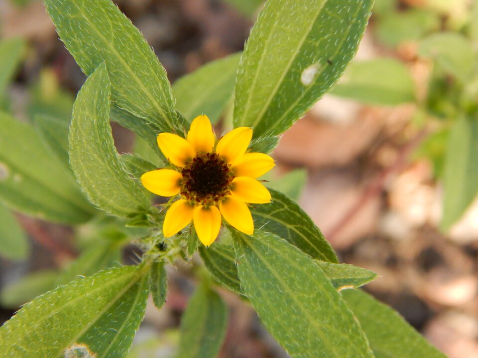 Nature yellow flower yellow