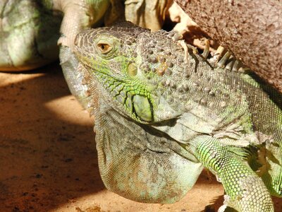 Lizard dragon scale