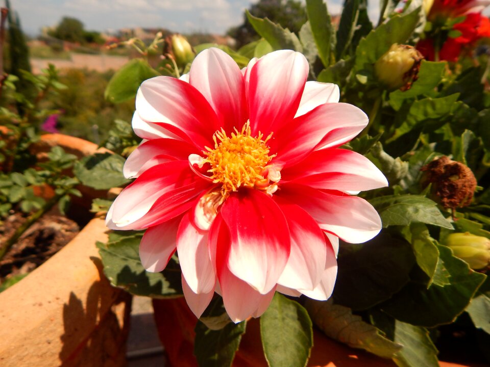 Nuanced nature flowers