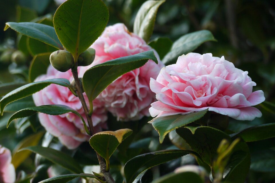 Floral hedge nature