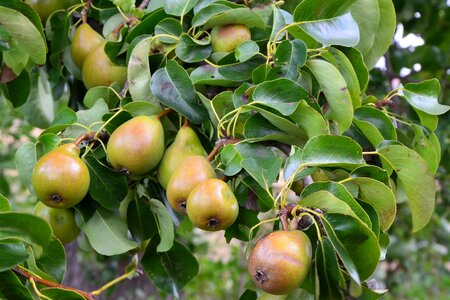 Tree fruit summer
