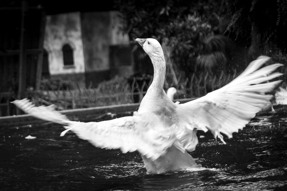 Pond waterfowl feathers