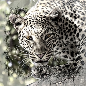 Safari mammal wild life