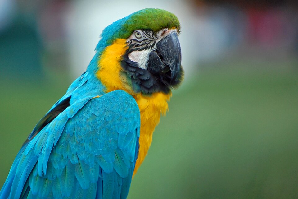 Bird colorful feather photo