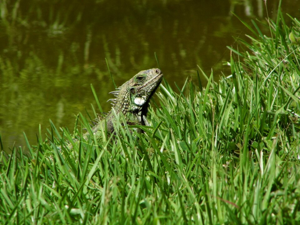 Animal green animals