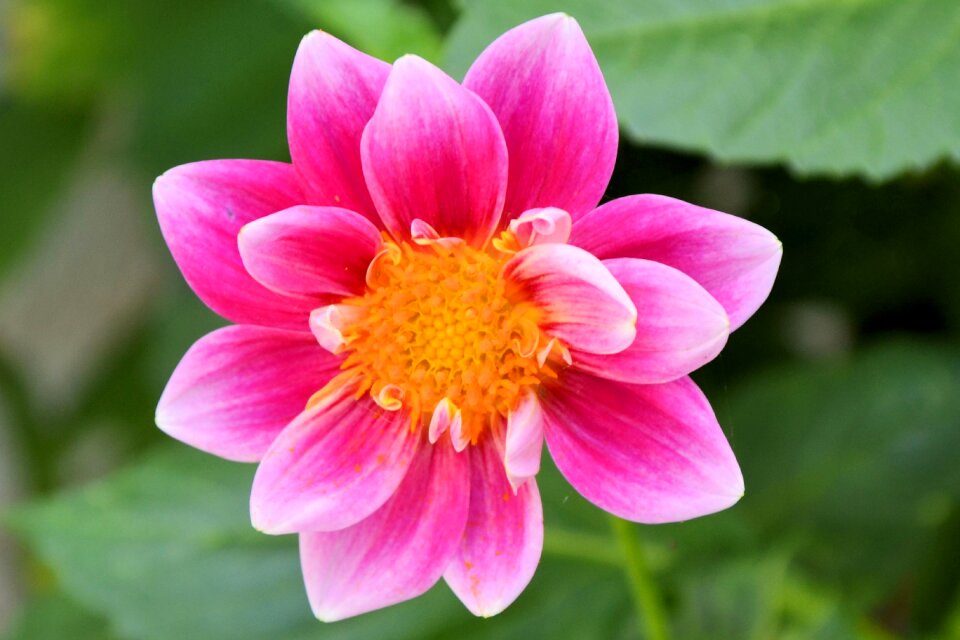Bloom flower garden plant