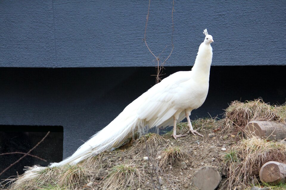 Zoo bird white
