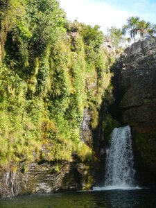 Forest waterfalls leaves