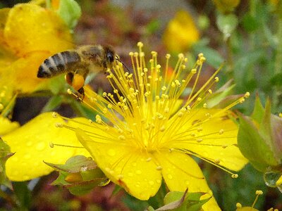 Nectar honey bees pollen