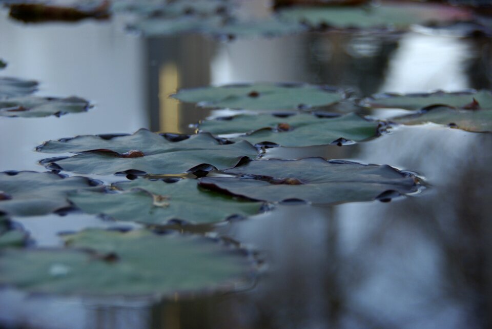 Arboretum lotus leaf pond