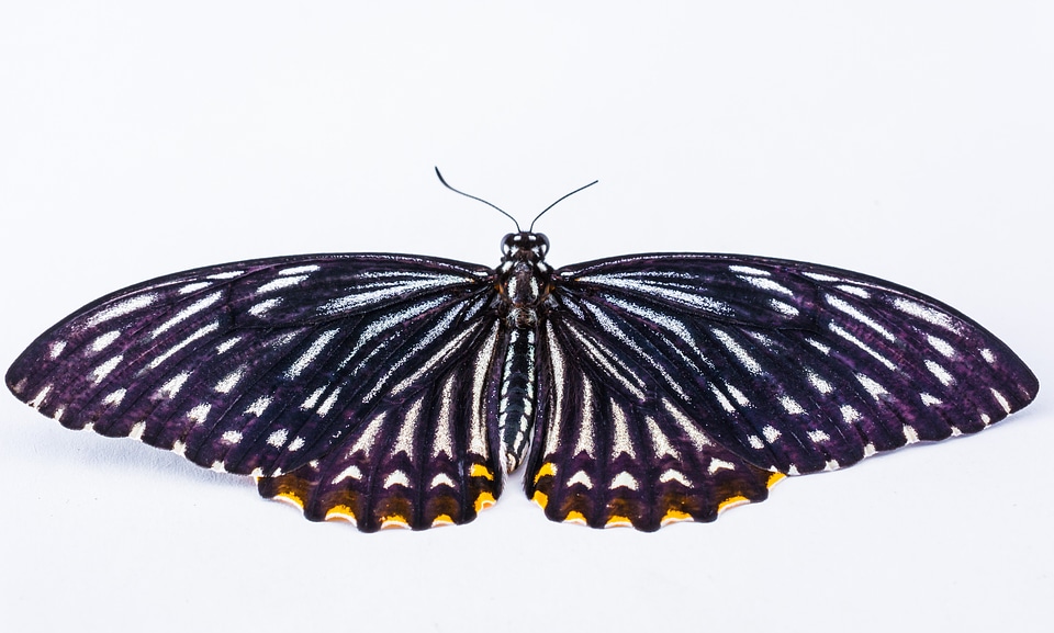Butterfly insect Free photos