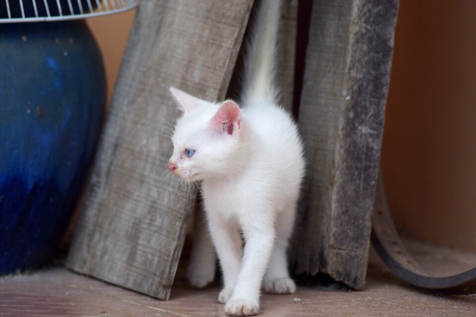 Small cat little cat cute cat