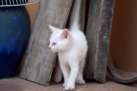 Small cat little cat cute cat