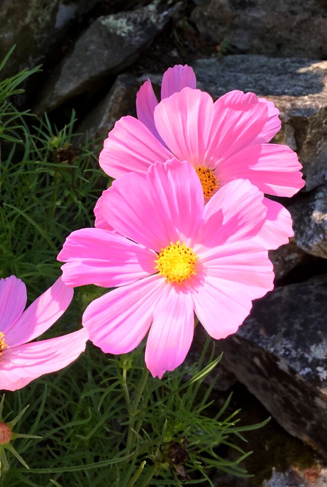 Flower bloom blossom