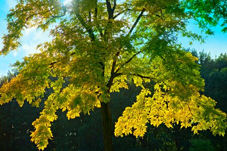 Yellow season autumn photo