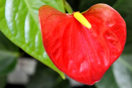 Anthurium flamingo flower red